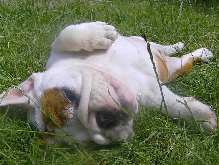 Engelsk bulldog BairaPepéIlgakojiné(Lola) - Bulldog afslapning billede 12