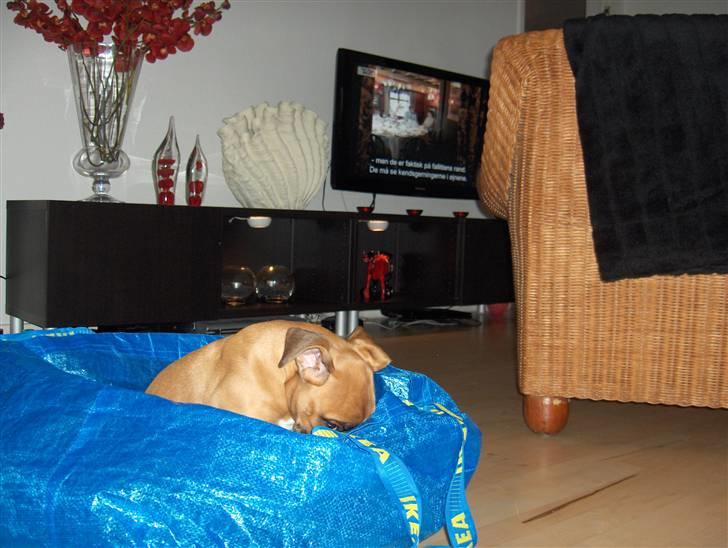 Boxer Enya - Enya "hjælper" gerne med vasketøjet ..  billede 5