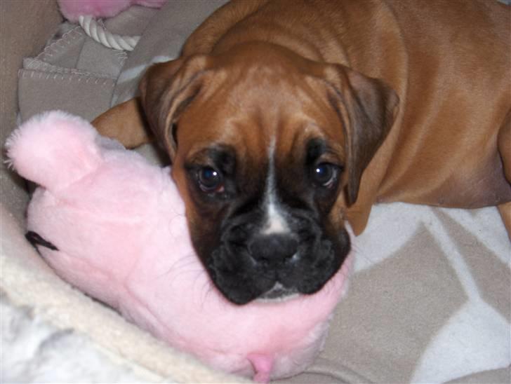 Boxer Enya - leger med min gris billede 6