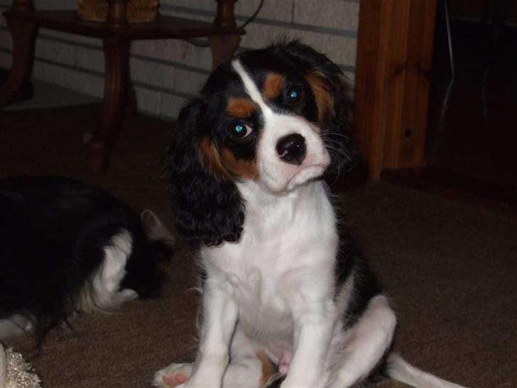 Cavalier king charles spaniel GONZO - hvad er det du siger..? billede 9