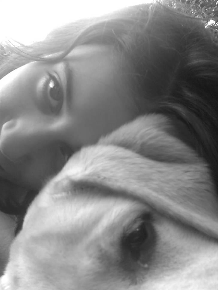 Labrador retriever Drumbeat Bossa Nova  - Noget af det som der betyder allermest her i verden! :) billede 18