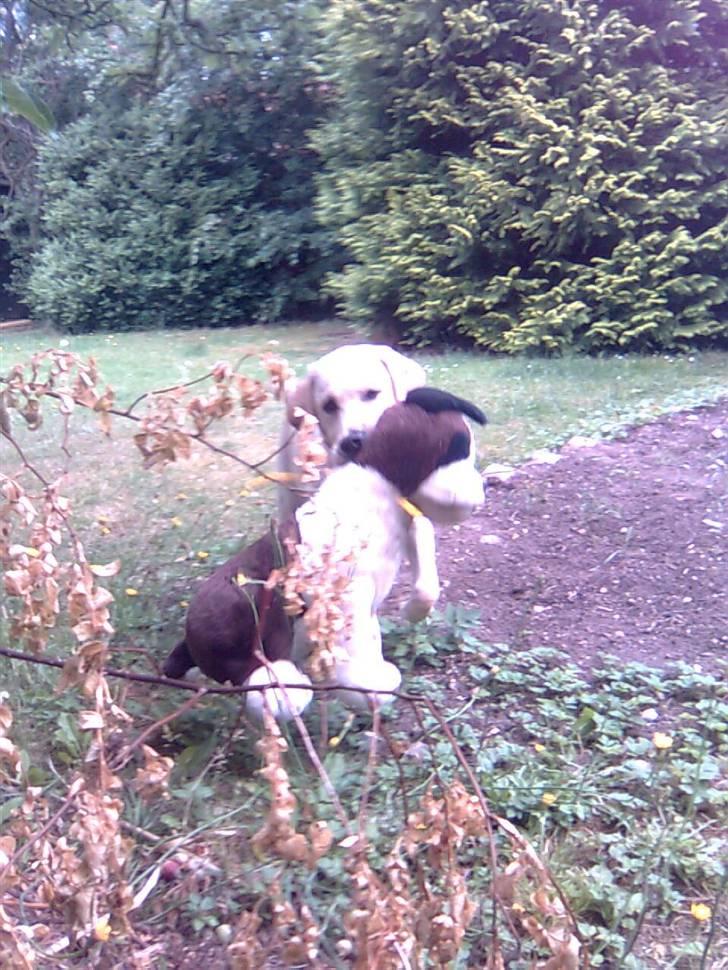 Labrador retriever Drumbeat Bossa Nova  - Se hvad jeg har fundet mor!!!!!!!!!!!!!!!!!! billede 19