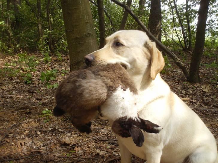 Labrador retriever Drumbeat Bossa Nova  - JAGT! billede 20