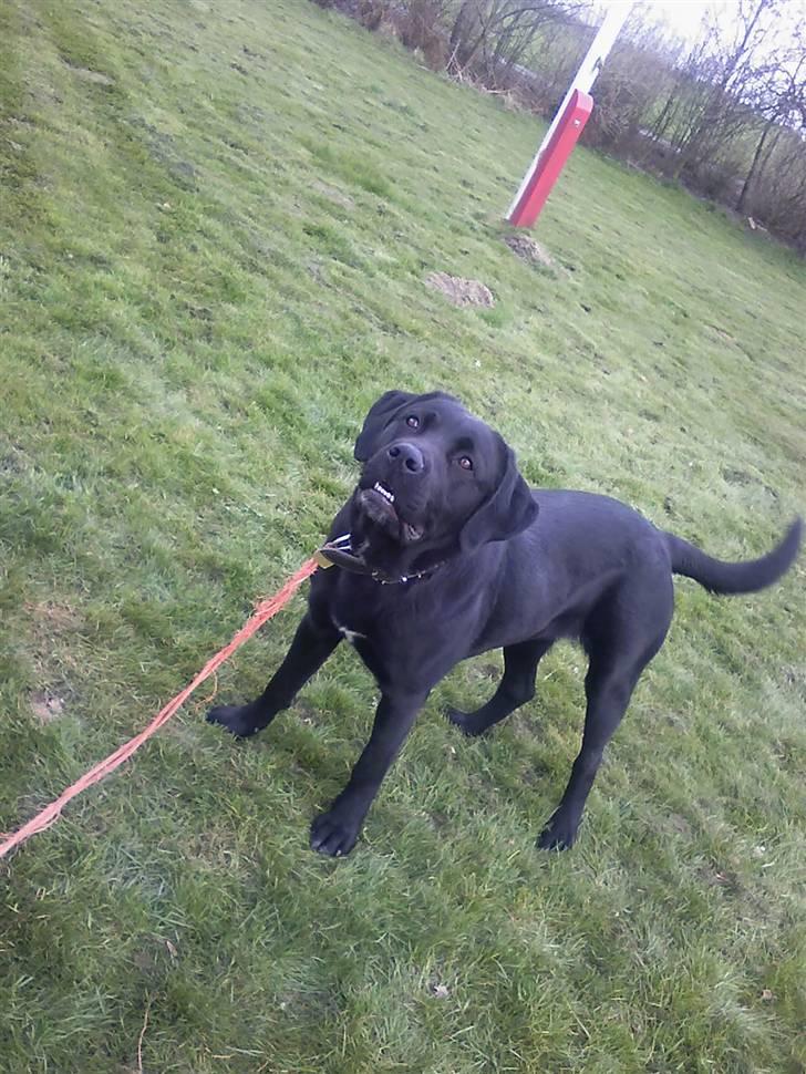 Blanding af racer Gucci billede 1