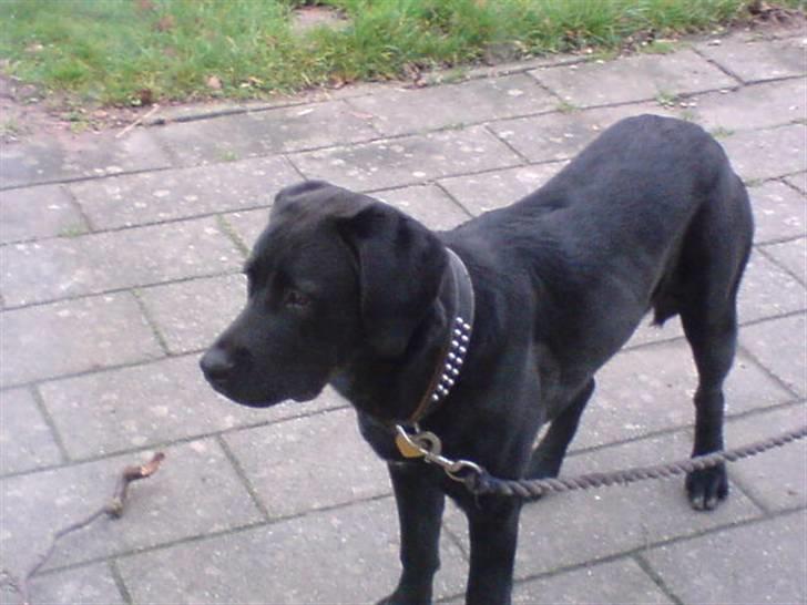 Blanding af racer Gucci billede 2