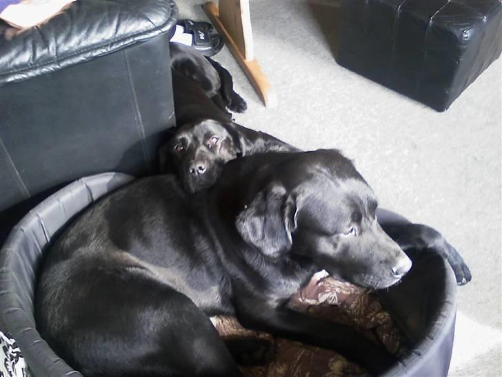 Blanding af racer Gucci billede 3