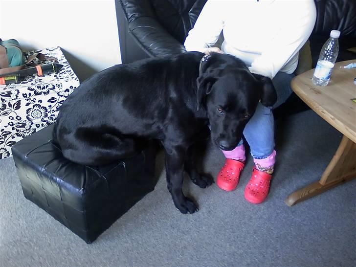 Blanding af racer Gucci billede 4