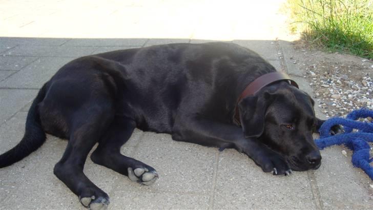 Blanding af racer Gucci billede 5