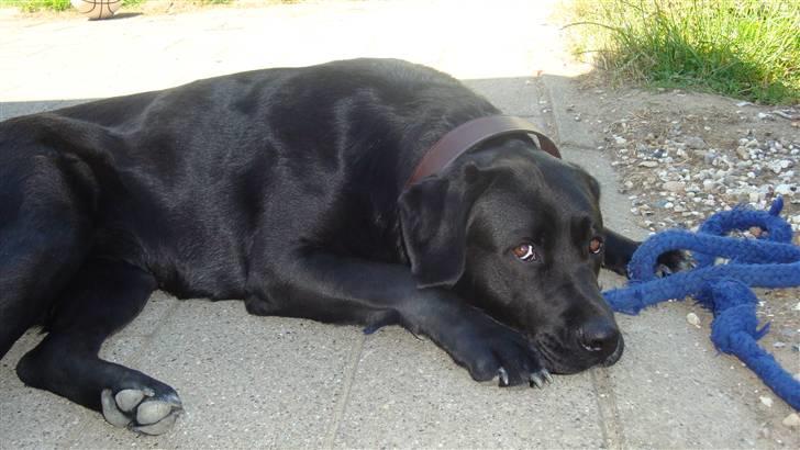 Blanding af racer Gucci billede 6