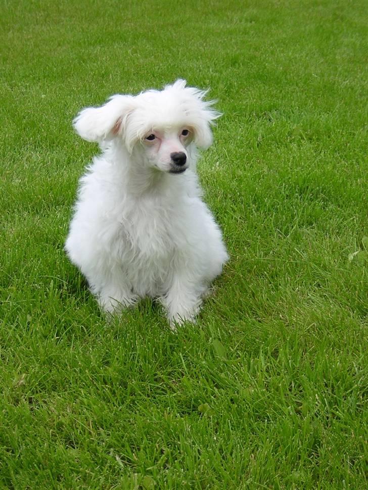 Chinese crested powder puff Miabella billede 1