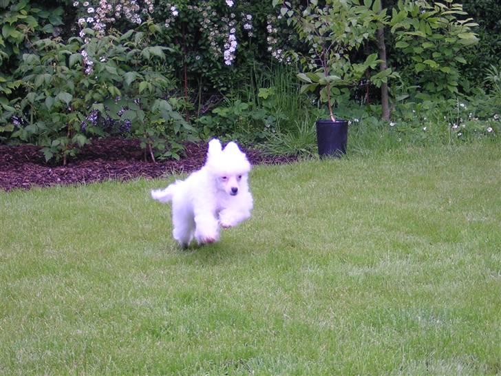 Chinese crested powder puff Miabella billede 2