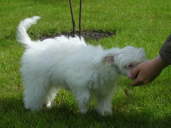 Chinese crested powder puff Miabella billede 3
