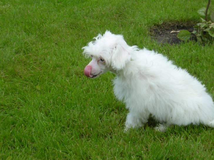 Chinese crested powder puff Miabella billede 4