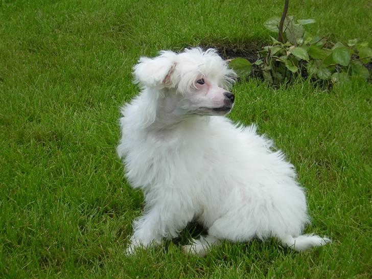 Chinese crested powder puff Miabella billede 5