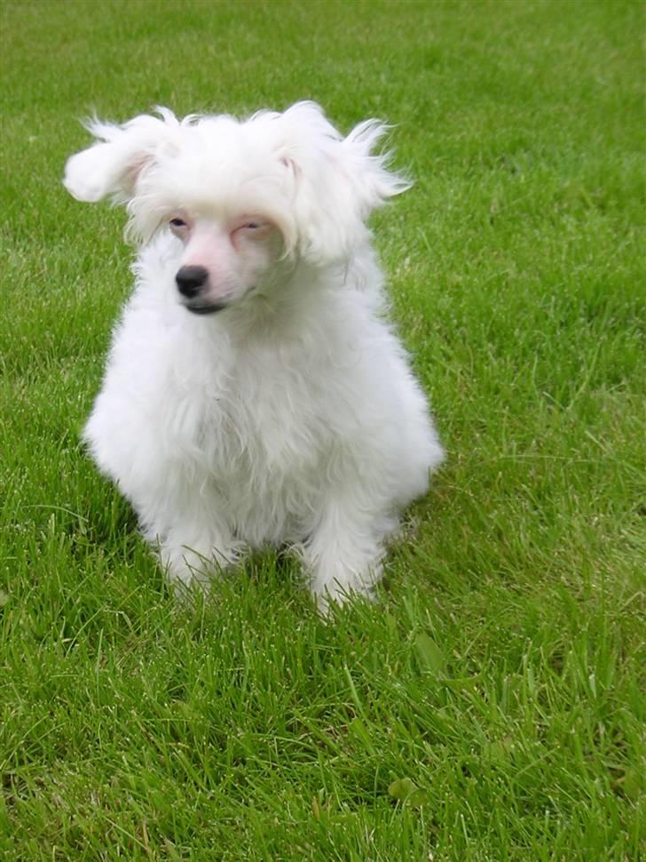 Chinese crested powder puff Miabella billede 6