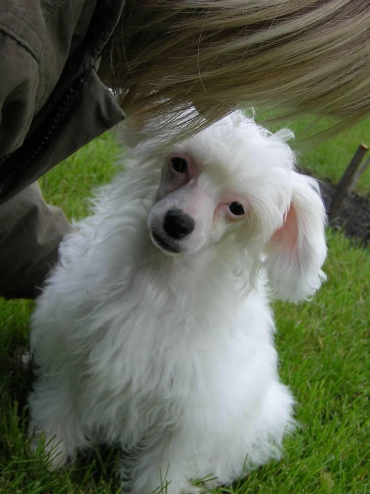 Chinese crested powder puff Miabella billede 7