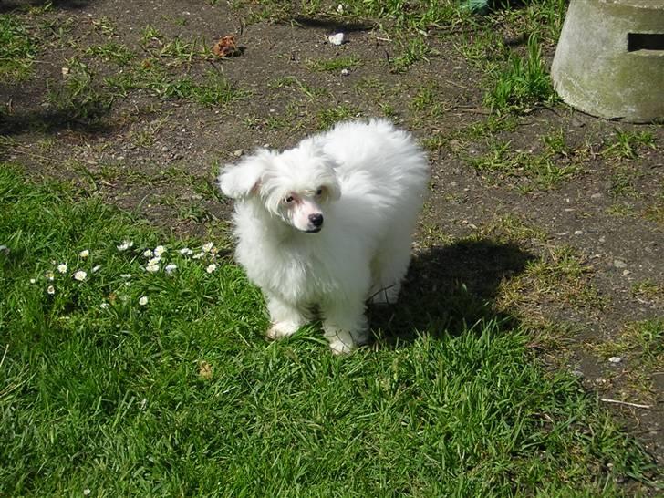 Chinese crested powder puff Miabella billede 8