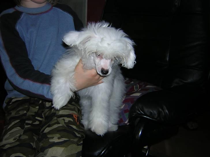 Chinese crested powder puff Miabella billede 9