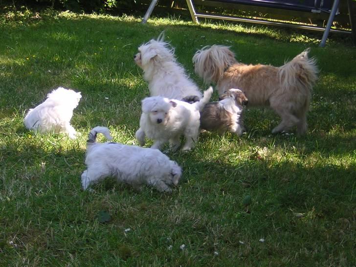 Chinese crested powder puff Miabella - Miabella og hvalpene og deres halvbror Cæsar billede 10