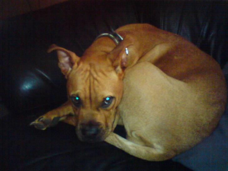 Blanding af racer Bertha billede 1