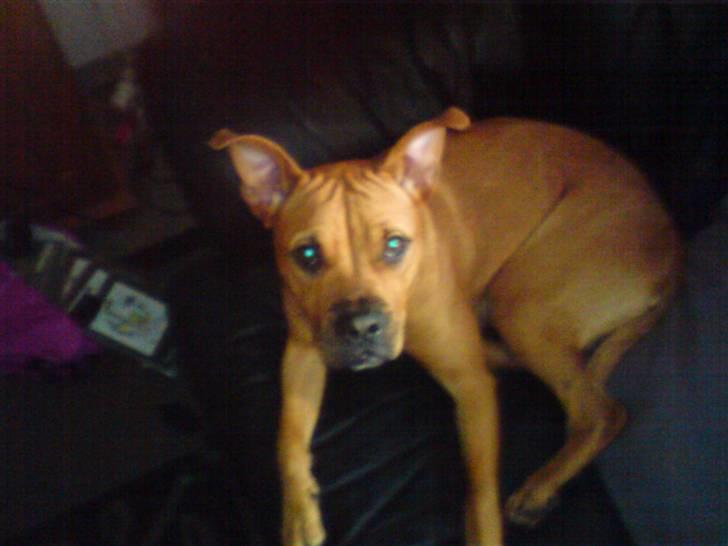 Blanding af racer Bertha billede 2