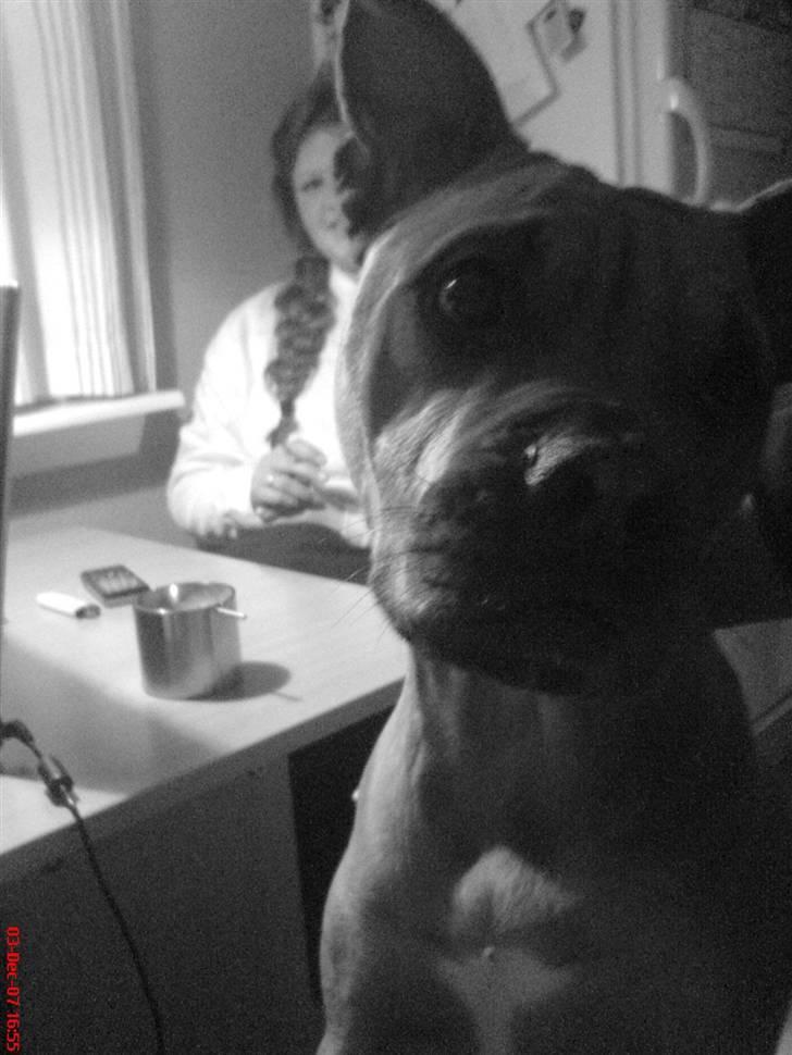 Blanding af racer Bertha billede 3