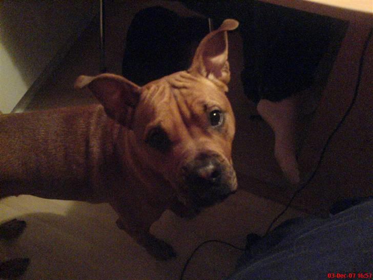 Blanding af racer Bertha billede 4