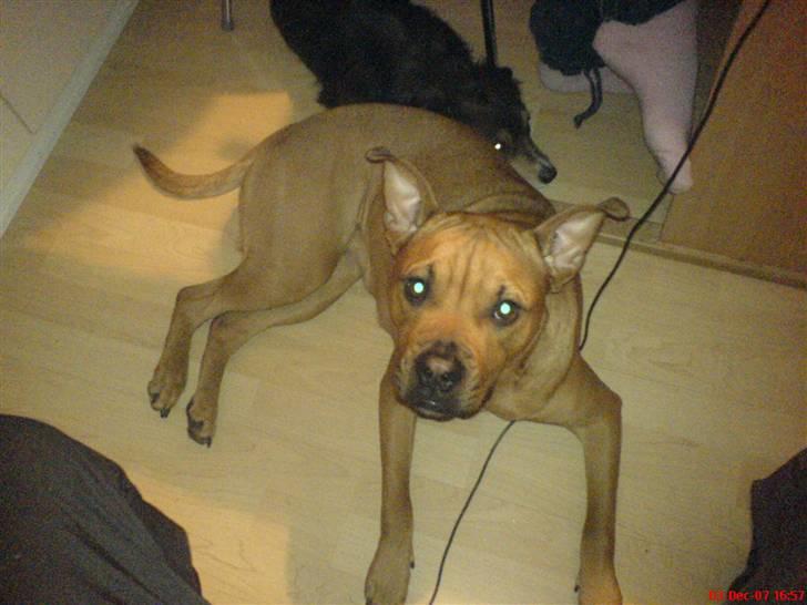 Blanding af racer Bertha billede 5