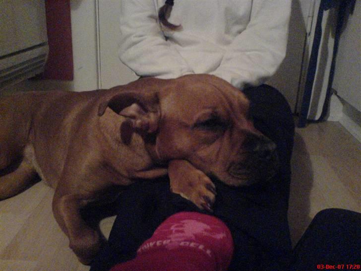 Blanding af racer Bertha - Vi har været ude og løbe i skoven;) Det var en hård omgang. :)  billede 6