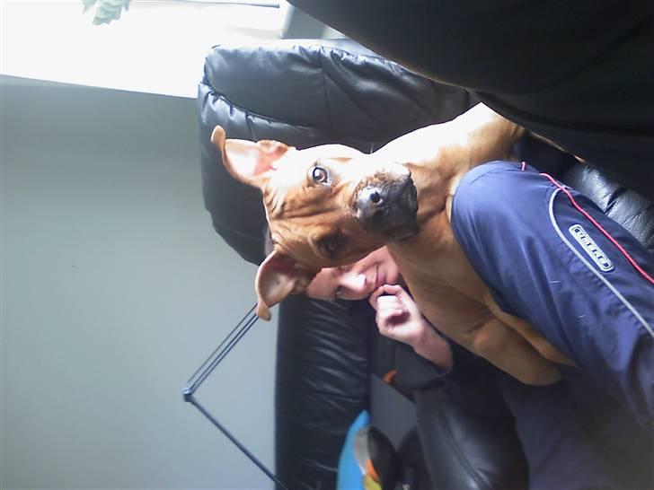 Blanding af racer Bertha - Min veninde og Bertha der ser tv :) (godt nok lidt ukoncenteret ;)  billede 7