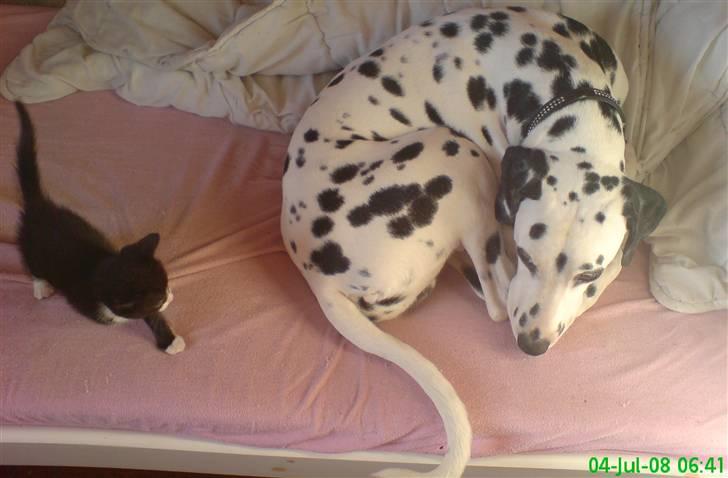 Dalmatiner Samson billede 12