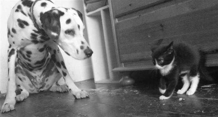Dalmatiner Samson - En af de første gange Sniggie så Samson. Han var lidt bange der (:  billede 13