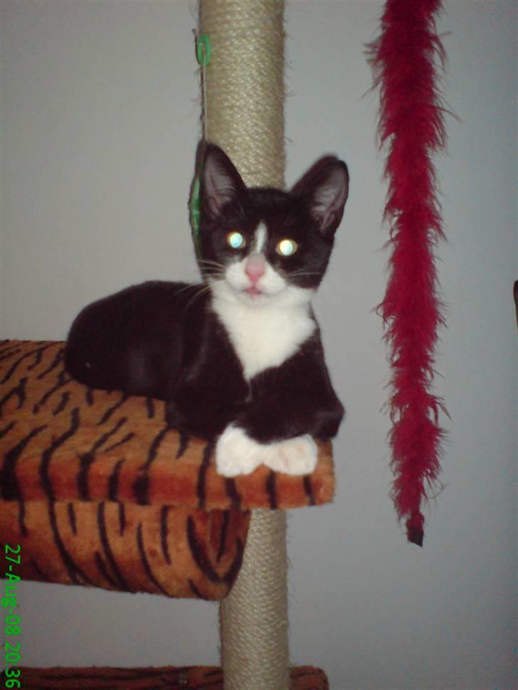 Dalmatiner Samson - Killingen Snuggie .  billede 14