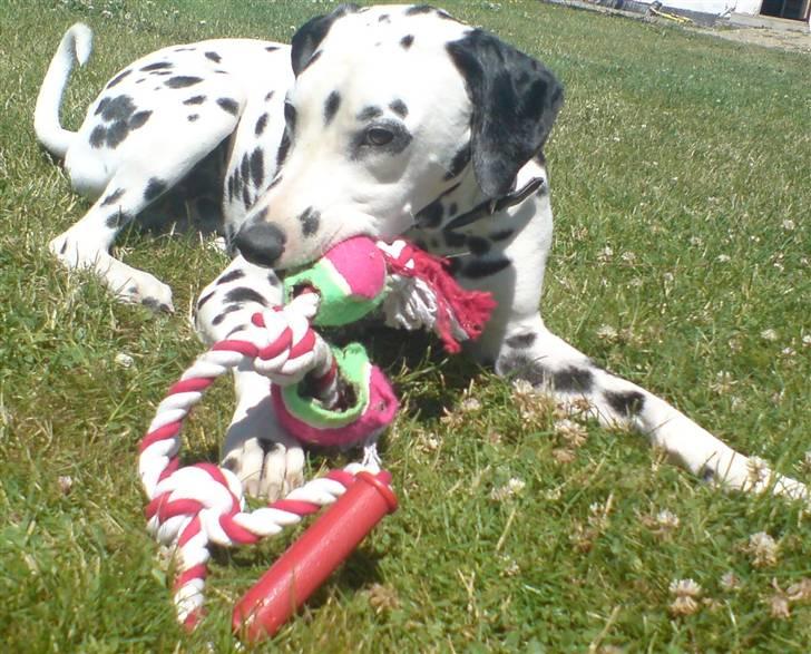 Dalmatiner Samson billede 15