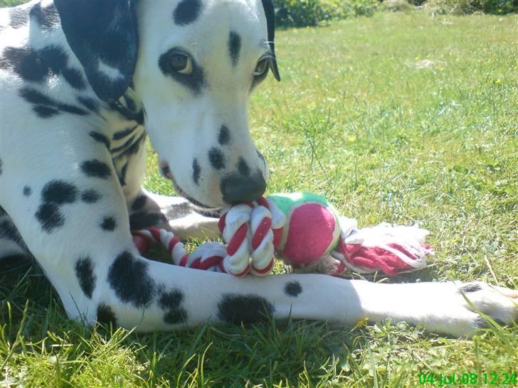 Dalmatiner Samson - Lige fået nyt legetøj (:  billede 16