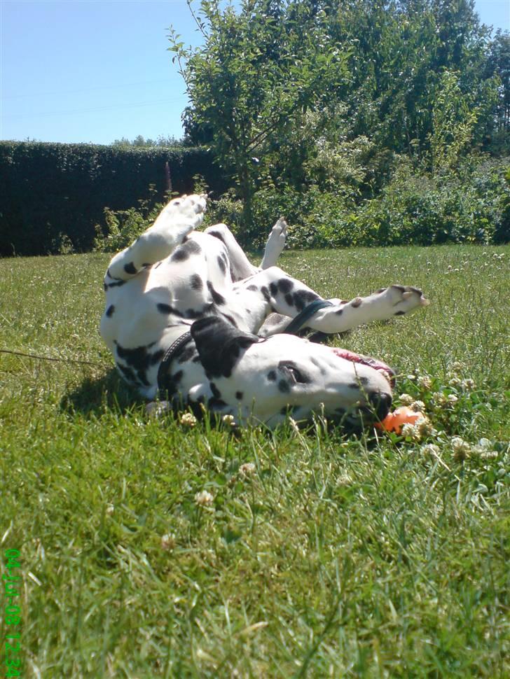 Dalmatiner Samson billede 17