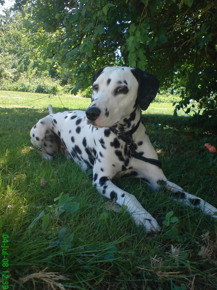 Dalmatiner Samson billede 18
