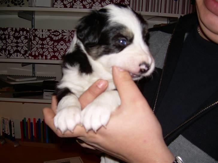 Border collie Holly - Her mødte vi HOlly for første gang. Det er kærlighed ved første blik:-) billede 8