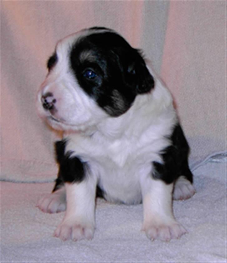 Border collie Holly billede 9