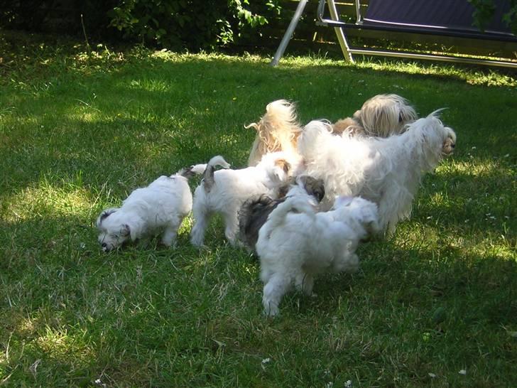 Chinese crested powder puff Miabella - Miabella med hvalpene og deres halvbror Cæsar billede 11
