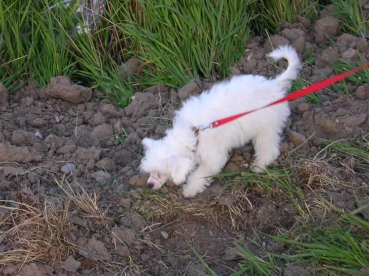 Chinese crested powder puff Miabella billede 12