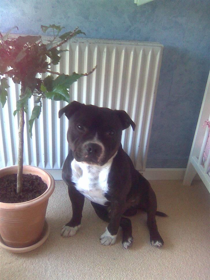 Staffordshire bull terrier Andy - Taget maj 2008 billede 14