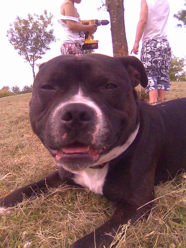 Staffordshire bull terrier Andy - Taget maj 2008 billede 15