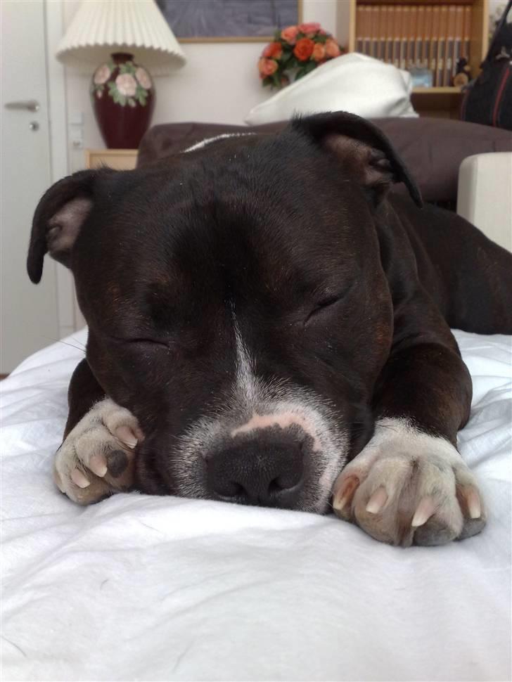 Staffordshire bull terrier Andy - Juni 2008 billede 16