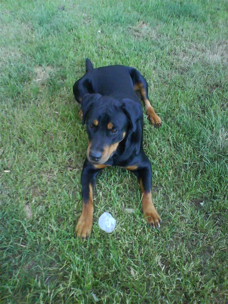 Blanding af racer Kira billede 19