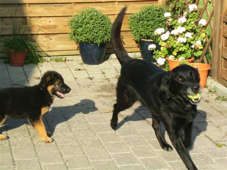 Labrador retriever Lady <3 - gammelt billede; dengang hun var en frisk lab, er hun desværre ik længere /; billede 7