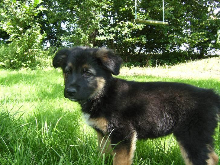 Schæferhund Nejja <3 billede 11