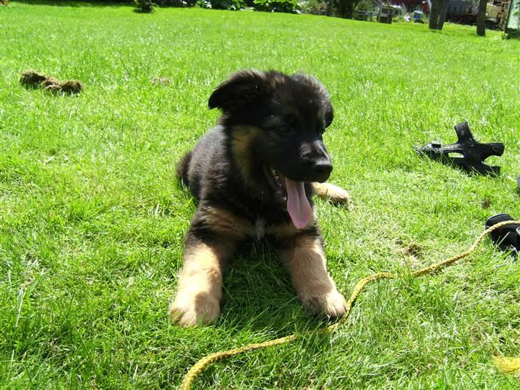 Schæferhund Nejja <3 billede 12