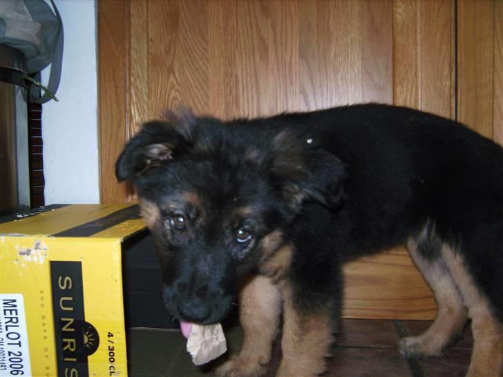 Schæferhund Nejja <3 billede 13