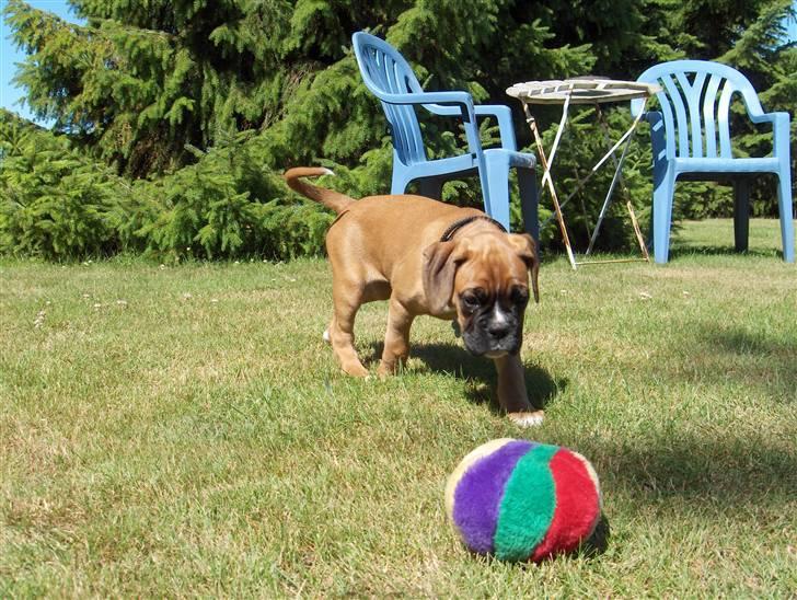 Boxer Enya - ude og lege i den store have billede 7